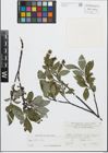 Foto von Salix glabra Scop.